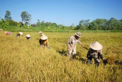 Cần Thơ: Hội nghị tổng kết và lập kế hoạch thường niên dự án Corigap lần thứ I - ảnh 1